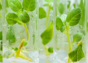 plants in jars